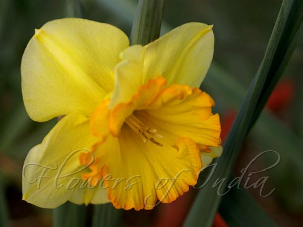 Wild Daffodil
